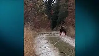 Report TV - Prizren/ Momenti kur ariu 'shikohet n&euml; sy' me banorin: Mashallah sa qenka