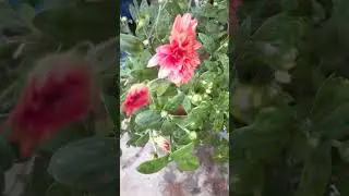 #sevanthiPoo #chrysanthemum