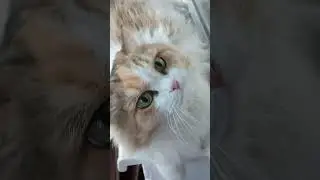 #цитаты #мудрость #cat #subscribe #funny #shortvideo