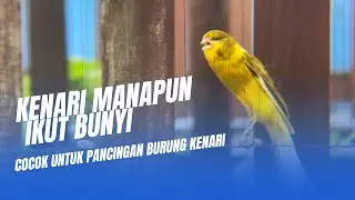 canary lure / Pancingan burung kenari