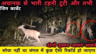 अचानक से पेड़ से भारी टहनी टूटी,दोनों दुश्मन आमने सामने Jungle में सोचा नहीं था ऐसा होगा Jim Corbett