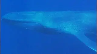 Watching a Blue Whale under water in the Ombai Strait, Timor-Leste, October 29 2024