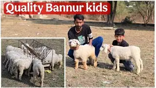 Quality Bannur Kids par Dhamaka Offer at JK goats Aurangabad Maharashtra 