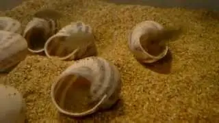 Shell Dwellers Multis