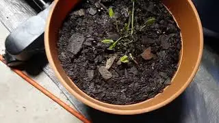 #shorts Watch Venus Fly Trap Eat The Spider| Venus Fly Trap Feeding