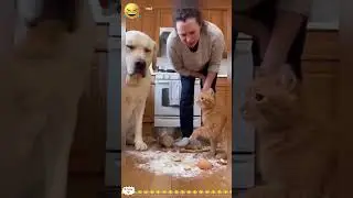 cat and dog funny video🤣😂#viral #comedy #funny #memes #jokes #funnyvideo #funnyvideo #trynottolaugh