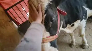 14/1/26 sardi ne sab kam disturb kiye hain!