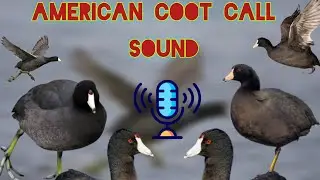 American Coot call Sound | perfect hunting | صوت طائر الغُطاس | bird hunting | صدای پرندهٔ چَنگَر