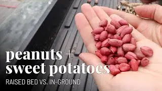 Planting peanuts and sweet potatoes! 🥜🍠How to + tips | GroundedHavenHomestead