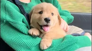 ゴールデンレトリバーの子犬を、お迎えしました！【ボーダーコリー】