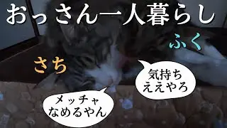 夕暮れ時に『ふく』が『さち』にグルーミングをしている姿を見て癒される『おっさん』