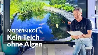 Das ist die wichtigste Pflanze im Koiteich | Modern Koi Blog #7646