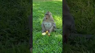 Nice monkey eating sweet fruit #tropicalfruit #satisfying #fruiting #friut #friuts #food #banana