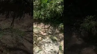 Santos Trailhead, Ocala FL - Rattlesnake Expert Rock Line Feature - Santos Fat Tire Festival
