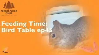 Daily Visitors: Squirrel and Robins at the Bird Table Ep45 #birdtable #squirrel