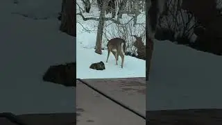 Lone deer looking for food in the snow #deer #wildlife #nature