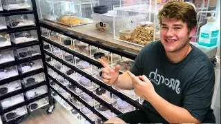 Incredible Thai Ball Python Shop