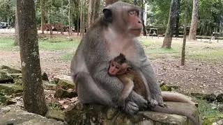 What happen with Brutus JR why he shout very loud / Monkey post