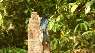 Greater Racket-tailed Drongo in Thattekkad Bird Sanctuary | A Birding Adventure in Kerala