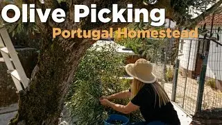 My Simple Life in Portugal | Olive Harvest 🫒 & Wild Herb Foraging