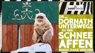 Magic Park Verden: Affen im SCHNEE ❄️ | zoos.media