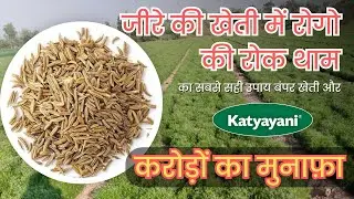 || जीरा फसल के रोग एवं प्रबंधन || cumin crop disease and management || jeera  kheti ||