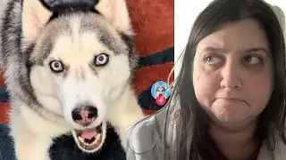 Reacting to Hilarious Dogs & Cats That Never Get Old