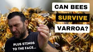 VSH Bees and Varroa Control - What VSH Can Do and What It Cannot Do Alone