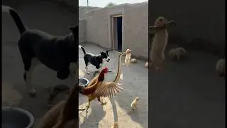 Brave Puppy Saves Tiny Chick from a Dangerous Snake! 🐶🐍