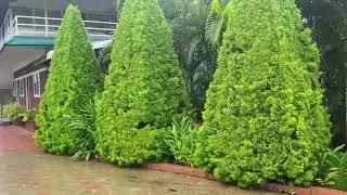 Greenwood Homestay Coorg|Gonikoppa |Shrimangala nearby home stay |Best Homestay in Coorg|