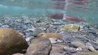 Rotlachs Fliegenfischen ALASKA   SOLDOTNA   KENAI 2019