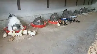 The secret to hatching lots of chicks with mother hens | أسرار تفقيس الكتاكيت مع الدجاجات الأم