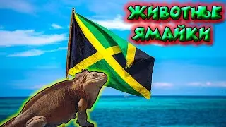 Животные Ямайки / Animals of Jamaica