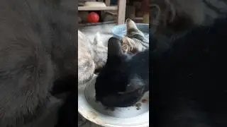 Cats Sharing Food Like Best Friends! 😻🍽️