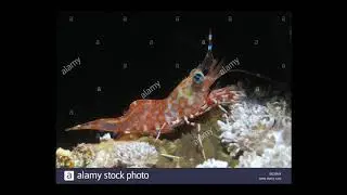 [Wikipedia] Cinetorhynchus reticulatus