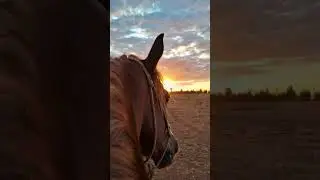 Amor de campo y ciudad