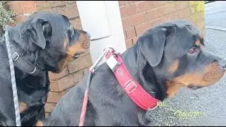 Ronnie & Roxy is live
