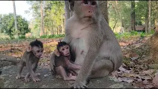 Wonderful Reaction and Cute, Beautiful Babies monkey play around mom @Protect Monkeys💗🐵💛