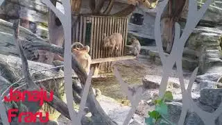 Goats and Monkeys together | Sch&ouml;nbrunn zoo #Janaju #Fraru