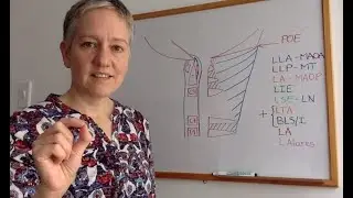 Ligamentos craneovertebrales