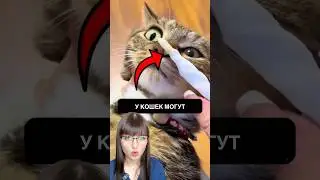 Сопли у КОШКИ