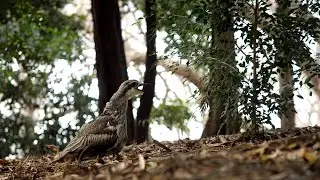 What is that screaming bird? It's a Bush Stone-Curlew!