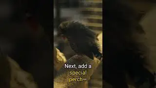 Keeping Your Bird&rsquo;s Beak Healthy Naturally