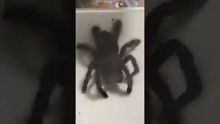 CUTE TARANTULA