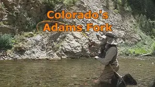 Fly Fishing Adams Fork, Colorado