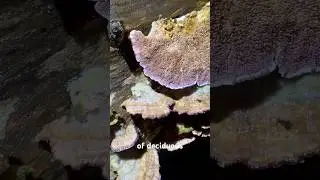 A fungus with purple teeth!
