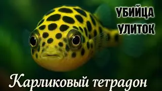 Тетрадон: Маленький Гигант В Мире Аквариумных Рыб