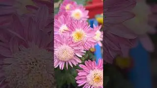 The beauty of chrysanthemum Flowers | #homegardening #flowers #shorts #youtubeshorts #nature