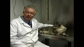 Treat a Cat that Can't Move its Hind Legs