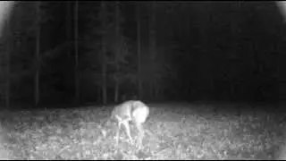 Moultire M-80  Black Out Trail Cam  Video at night